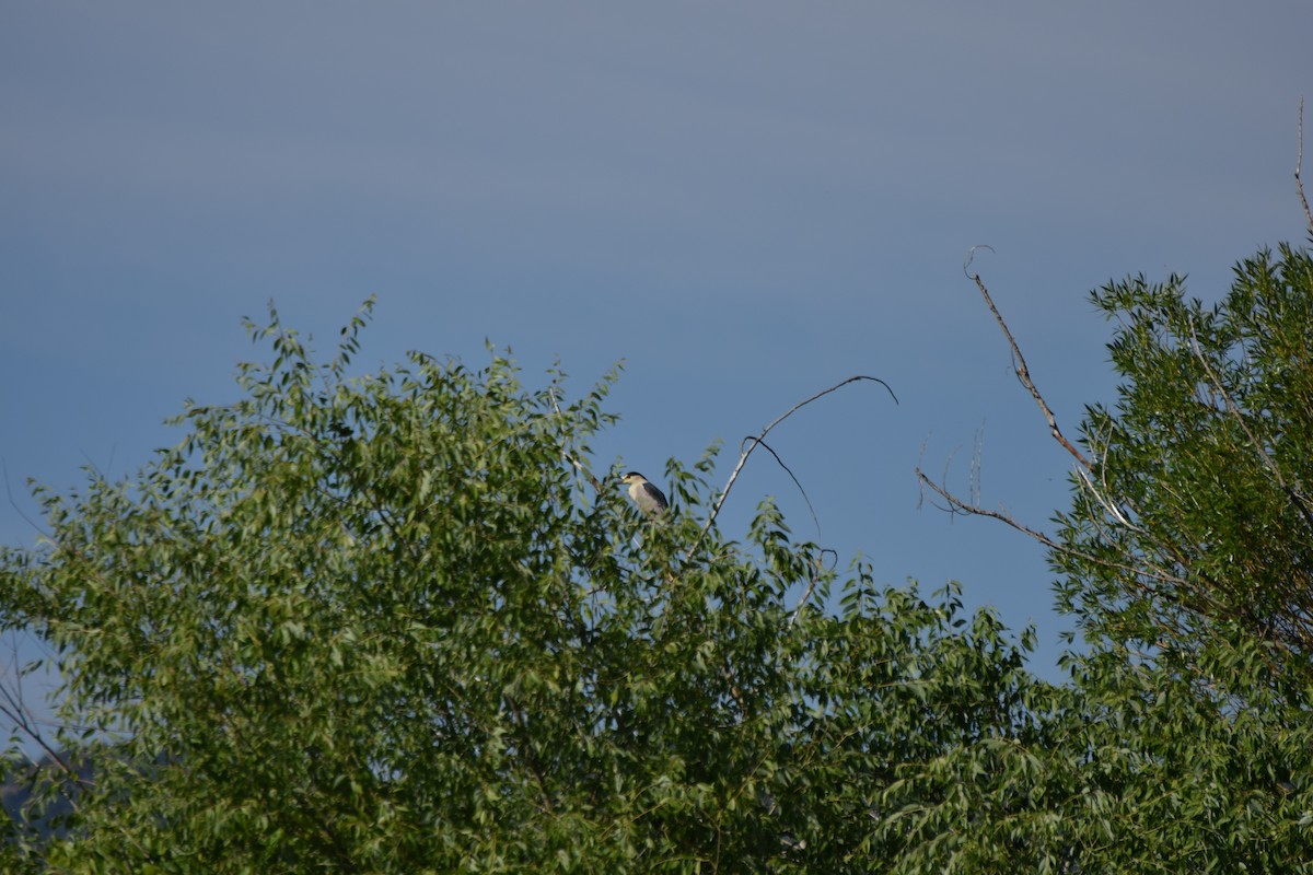 Black-crowned Night Heron - ML170588311