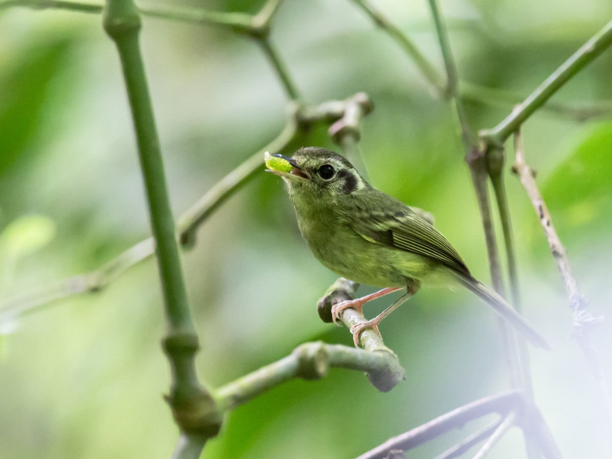 Sao Paulo Bristle-Tyrant - ML170588331