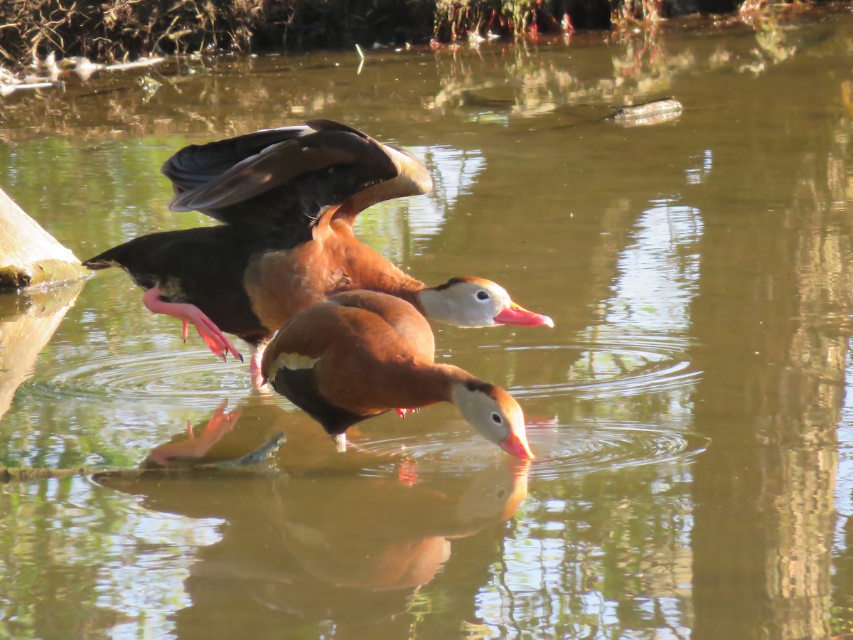 Black-bellied Whistling-Duck - Seth McComsey