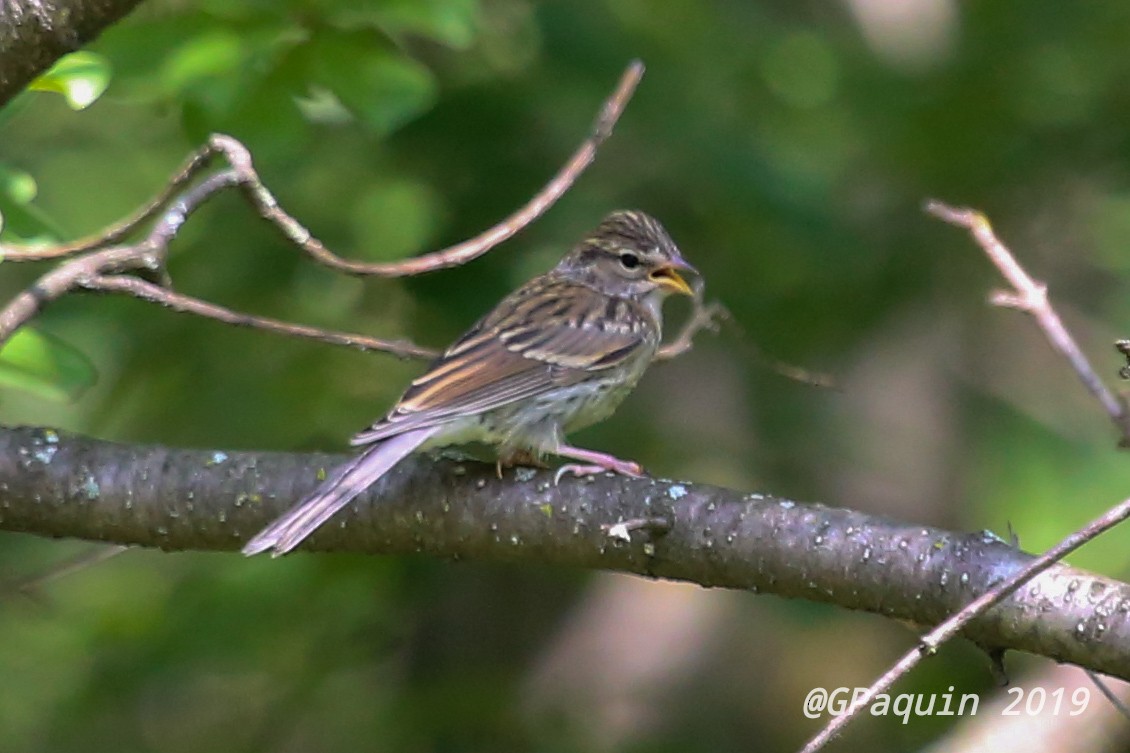 Chipping Sparrow - ML170589431