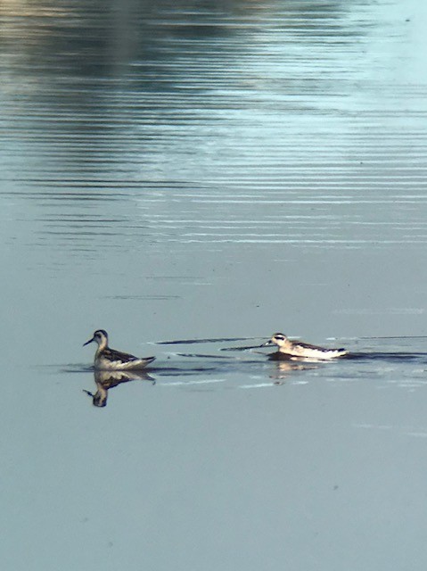 Red-necked Phalarope - ML170589461