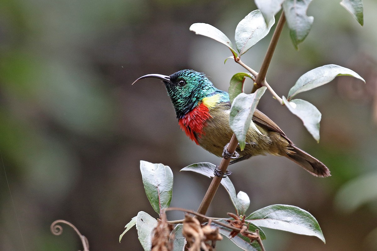 Forest Double-collared Sunbird - Charley Hesse • Naturally Adventurous Podcast