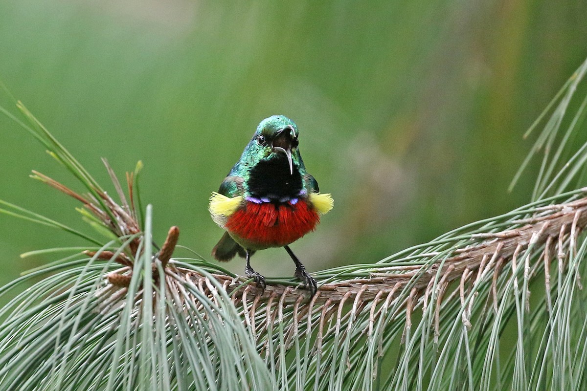 Forest Double-collared Sunbird - Charley Hesse • Naturally Adventurous Podcast