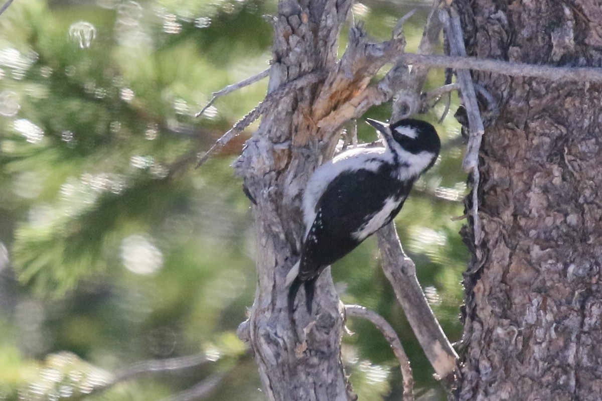 Hairy Woodpecker - ML170590831