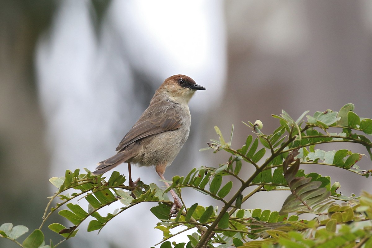 Black-lored Cisticola - Charley Hesse • Naturally Adventurous Podcast
