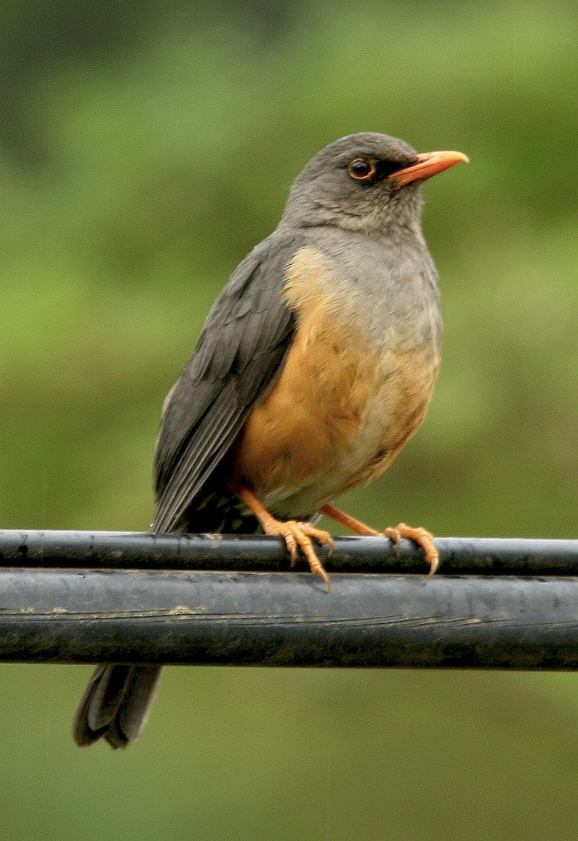 Abyssinian Thrush - ML170591521