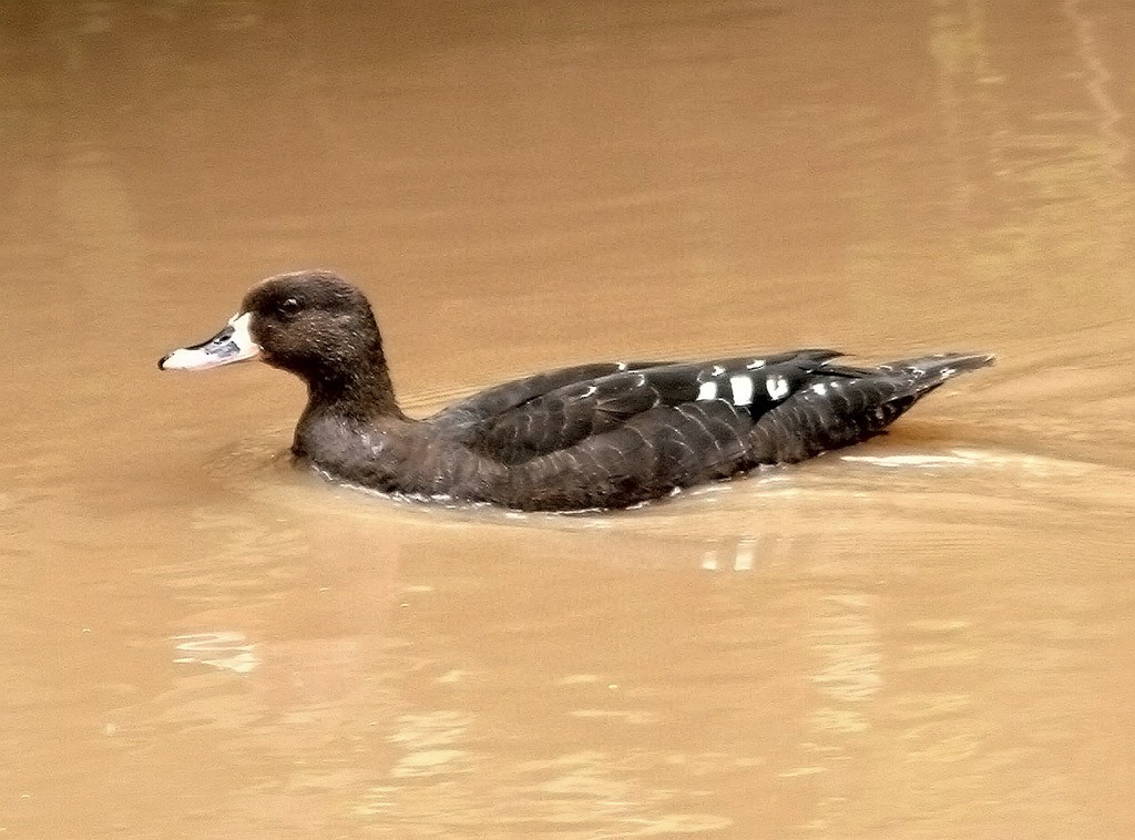 Canard noirâtre - ML170593141