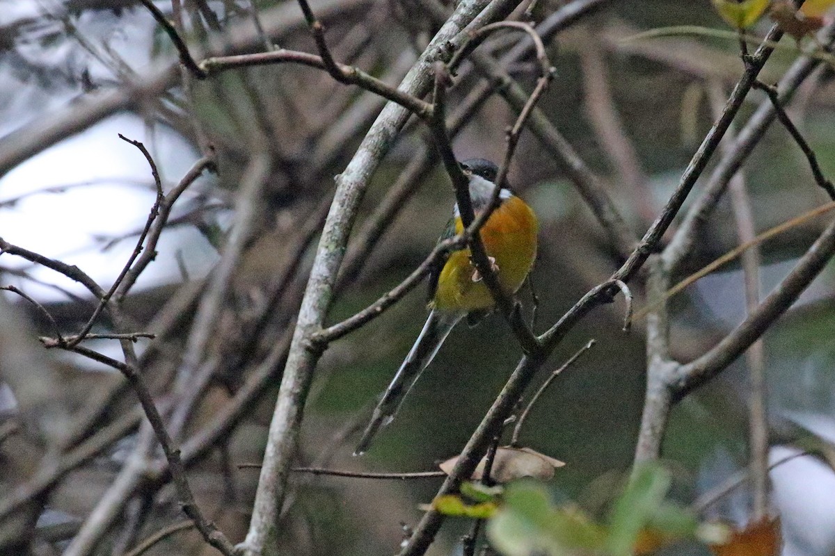 Apalis à ailes blanches - ML170594171