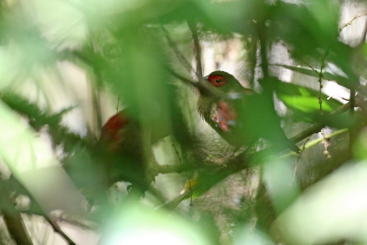 Red-faced Crimsonwing - ML170594191