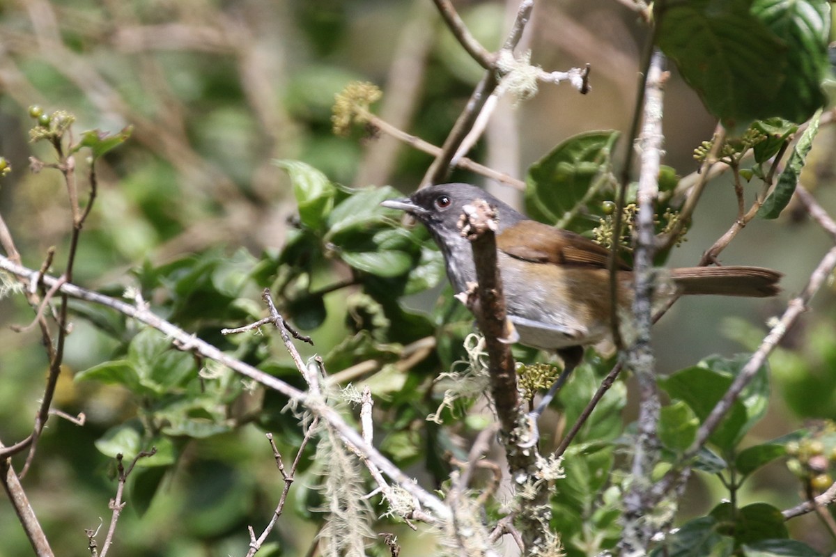 African Hill Babbler - ML170594321