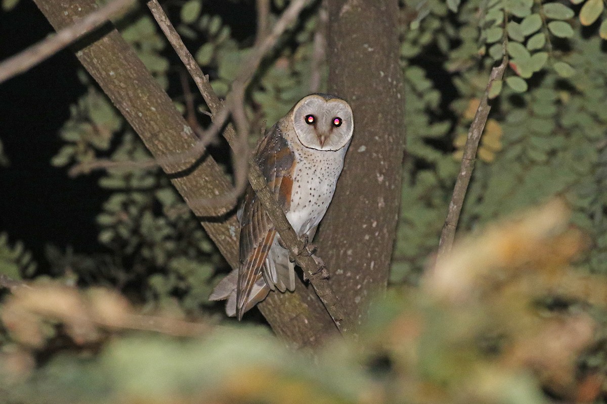 Barn Owl (African) - ML170595121