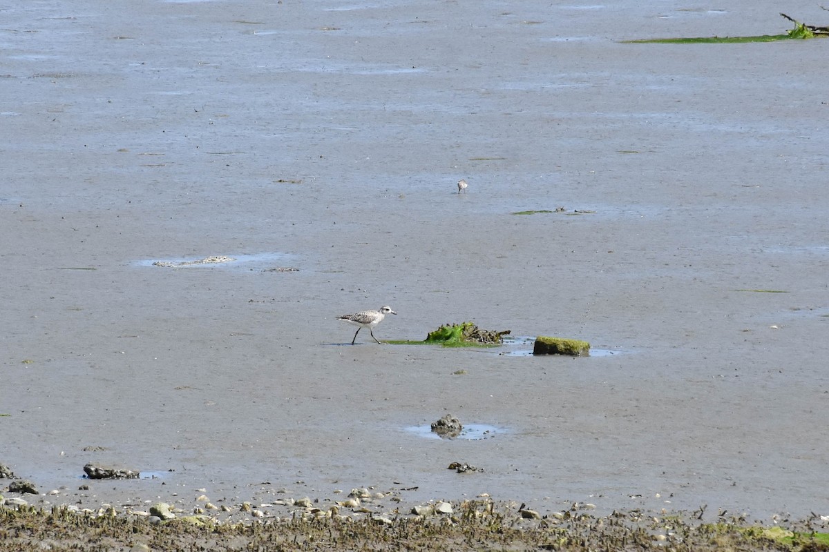 Black-bellied Plover - ML170596051