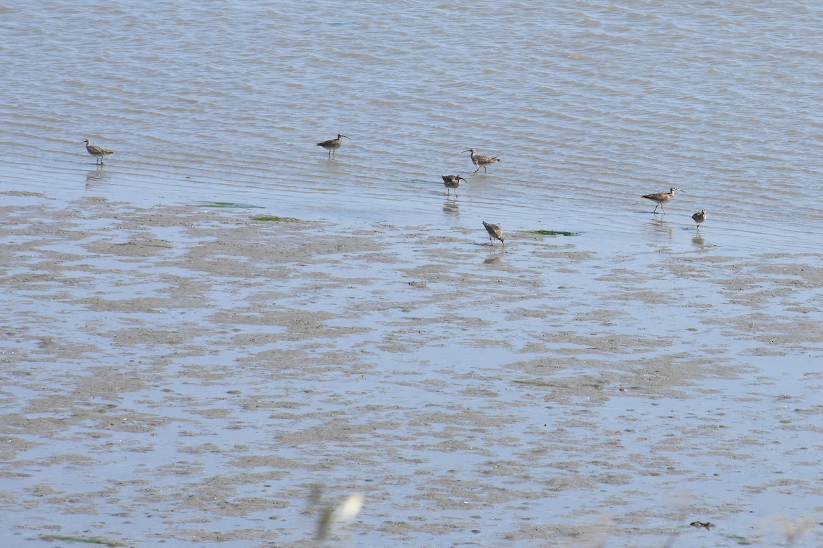 Hudsonian Whimbrel - ML170596111