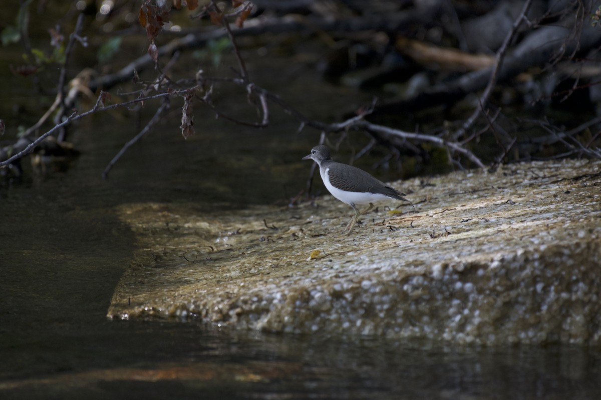 Spotted Sandpiper - ML170596731