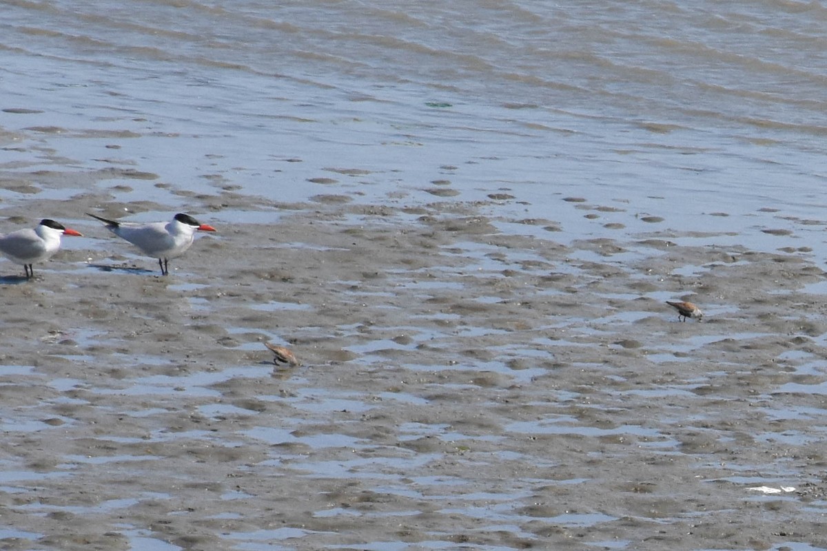Dunlin - ML170596751