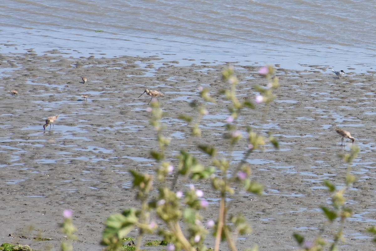 Marbled Godwit - ML170597331