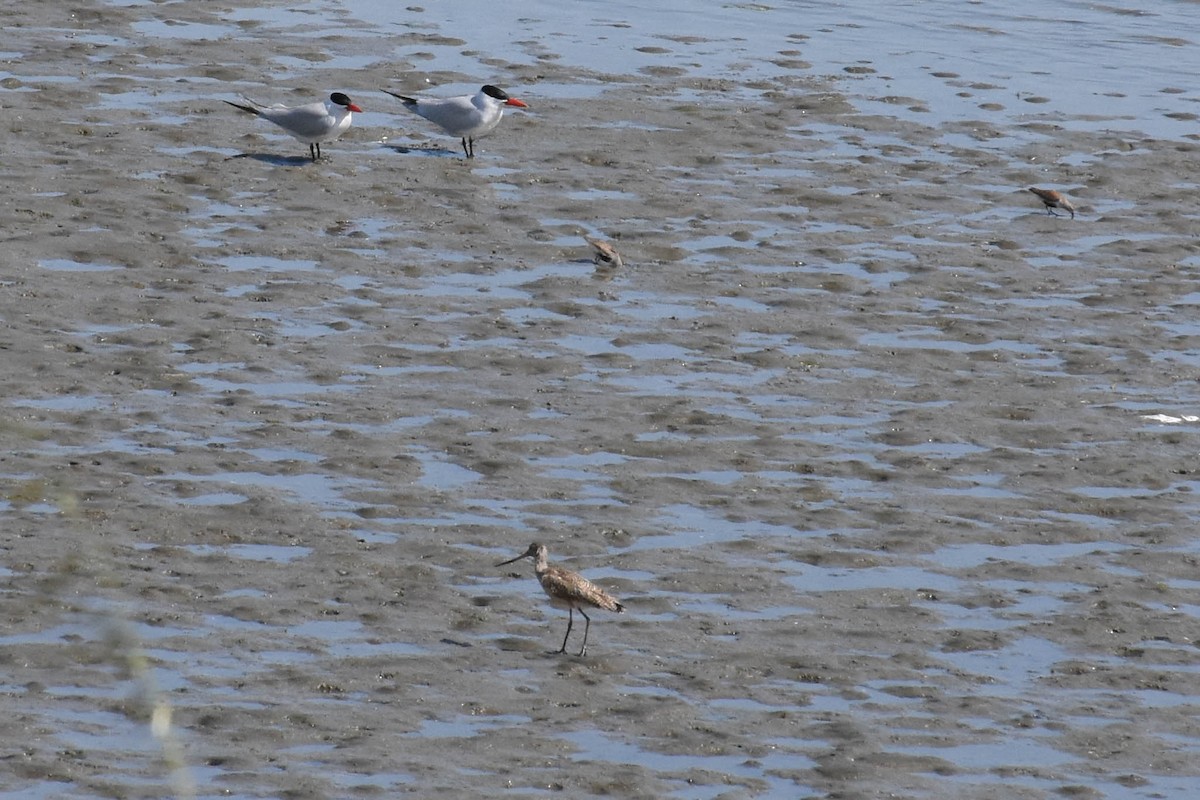 Caspian Tern - ML170597611