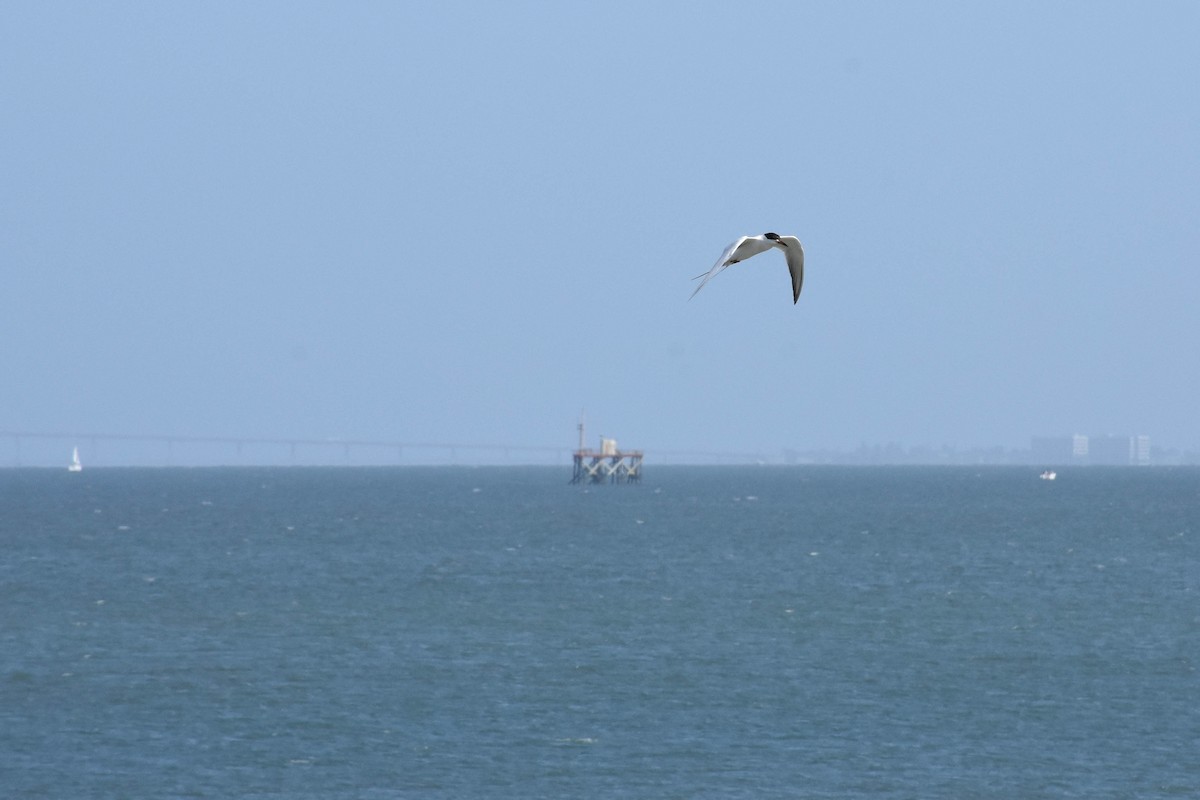 Forster's Tern - ML170597781