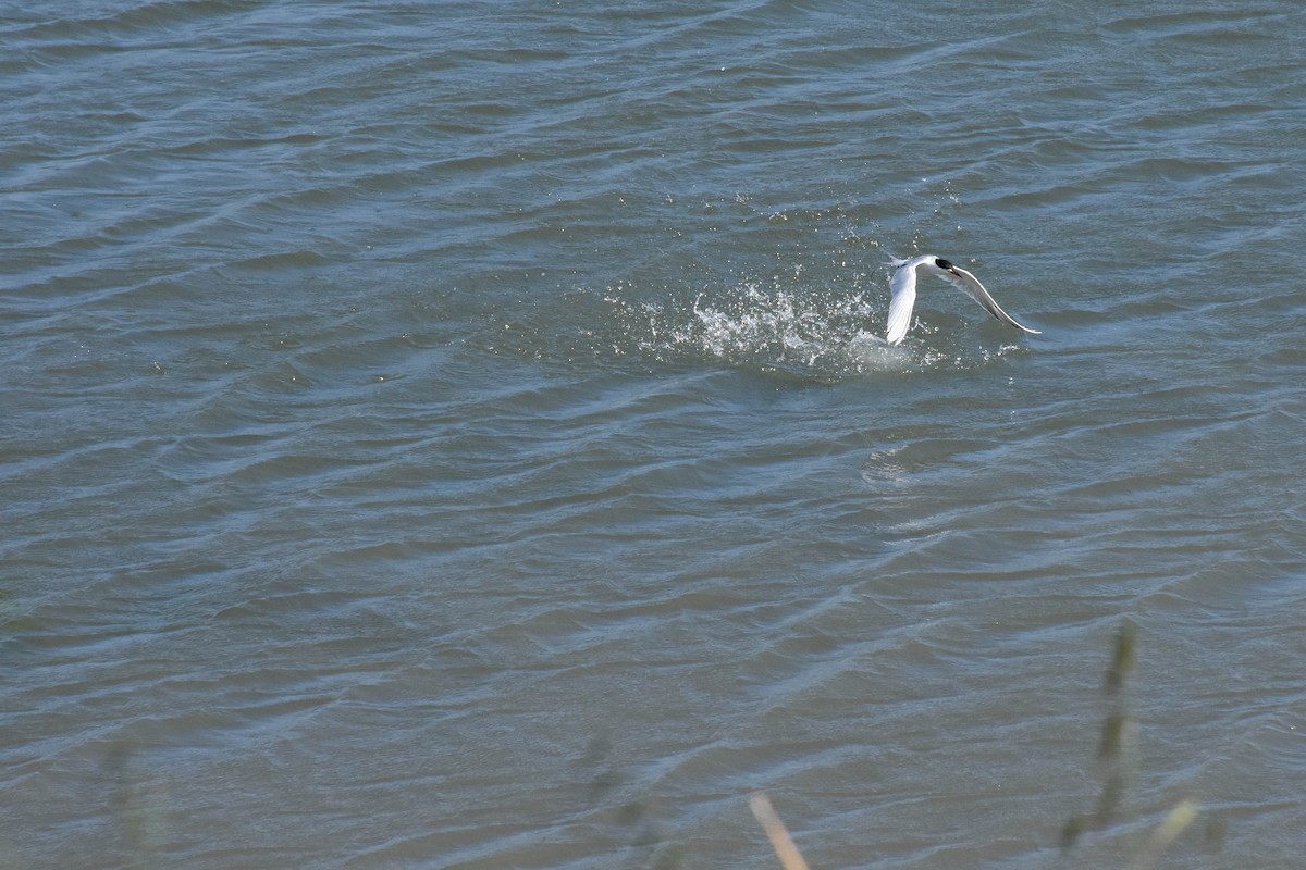 Forster's Tern - ML170597791