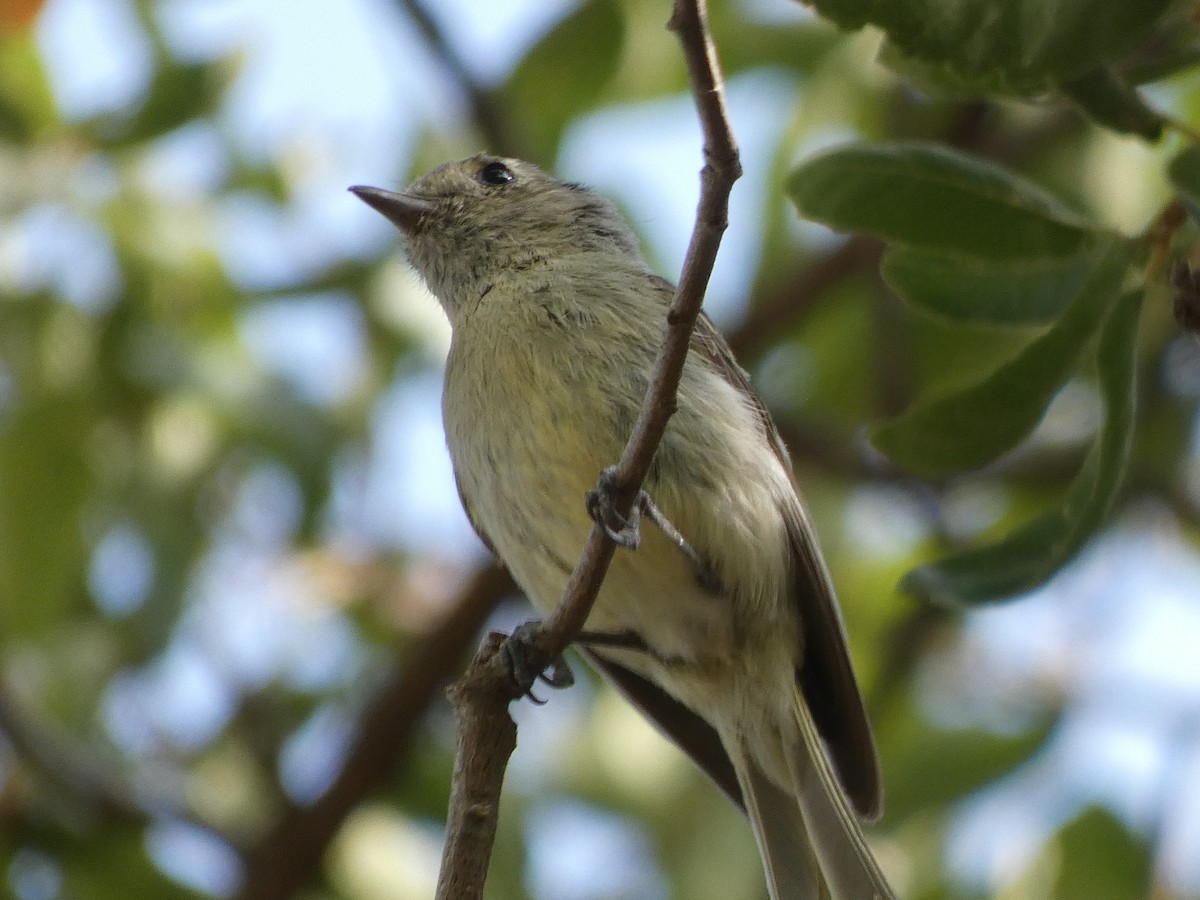 Hutton's Vireo - River Ahlquist