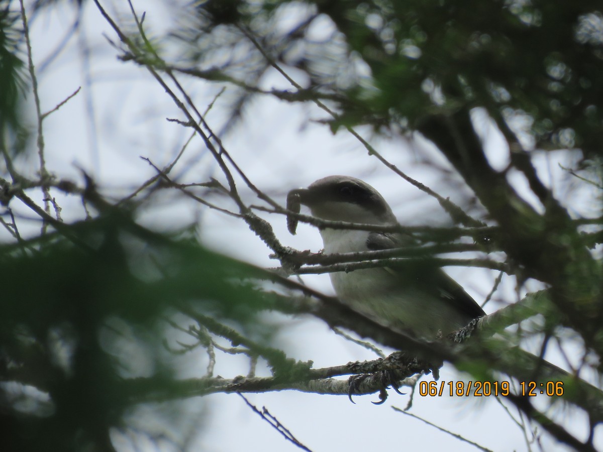 Loggerhead Shrike - Langis Sirois