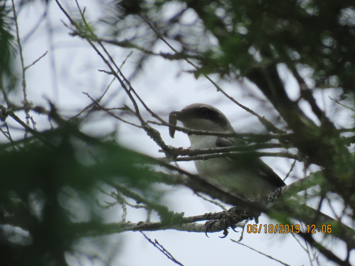 Loggerhead Shrike - ML170599911