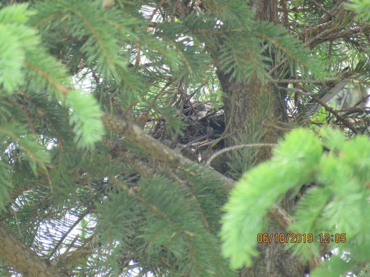 Loggerhead Shrike - ML170599941