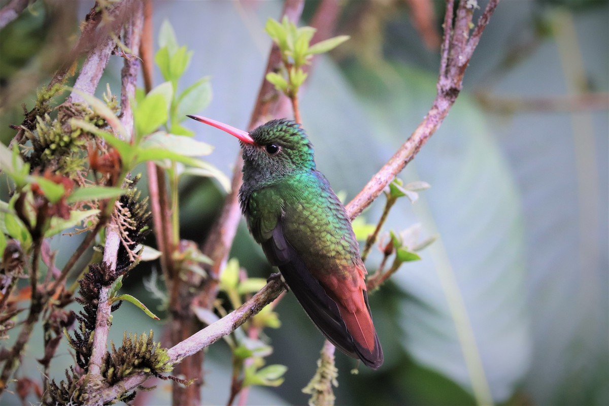 Rufous-tailed Hummingbird - ML170602101