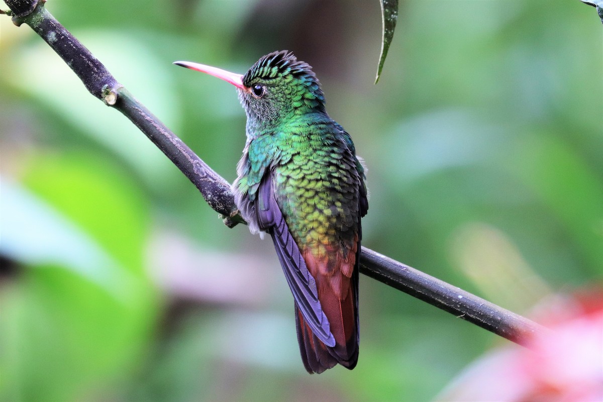 Rufous-tailed Hummingbird - ML170602141