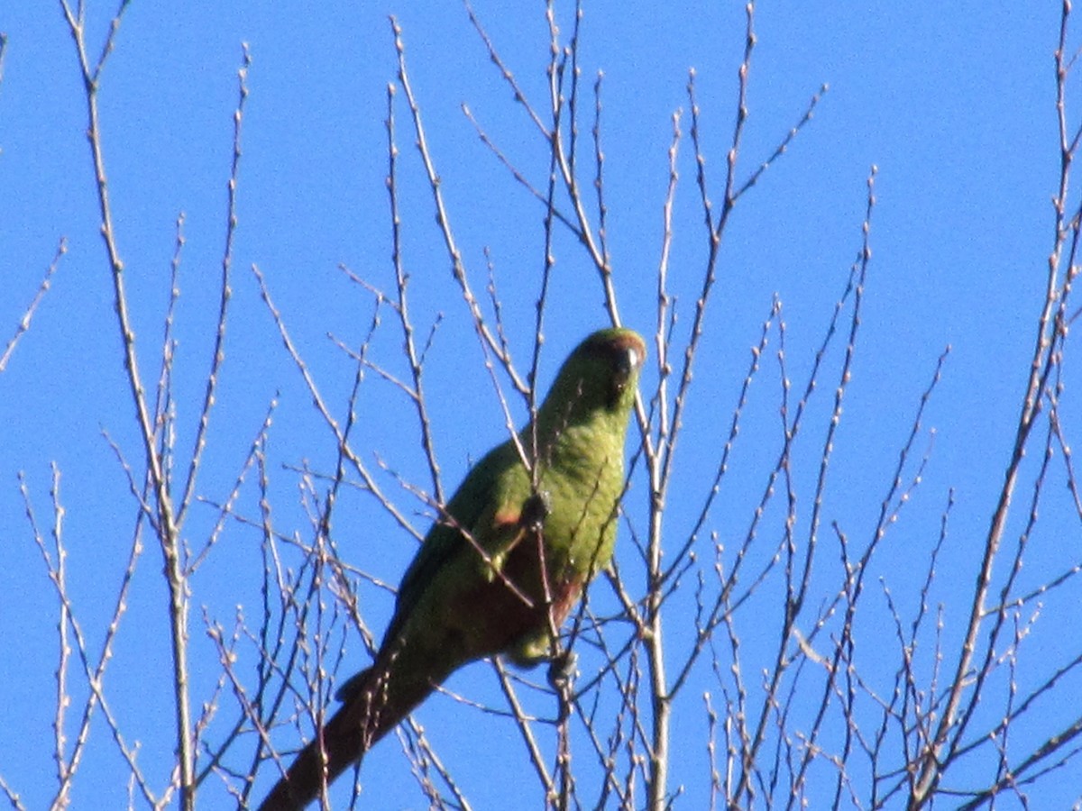 ハシナガインコ - ML170603491