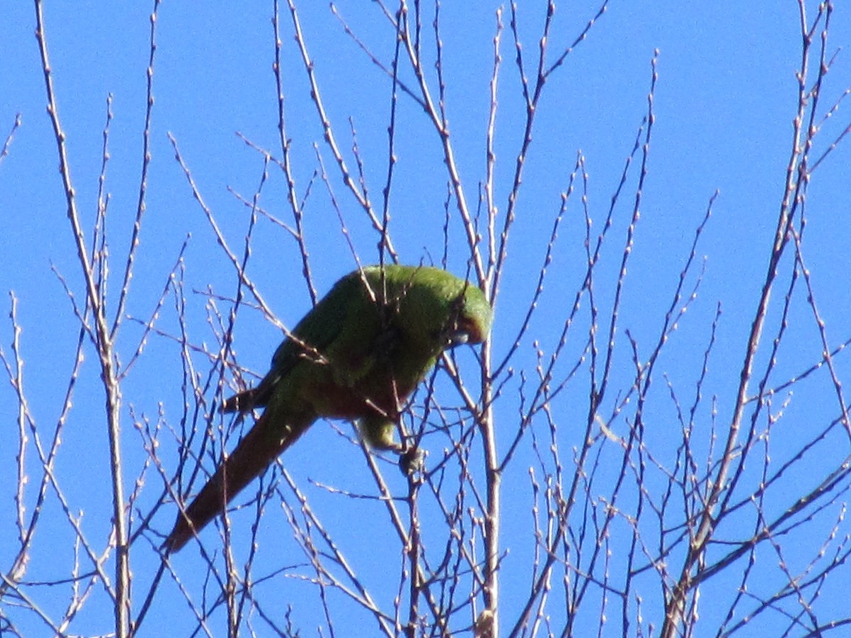 Slender-billed Parakeet - ML170603501