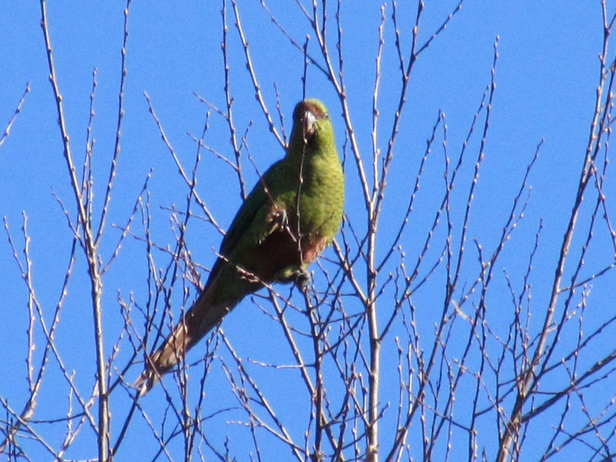 Slender-billed Parakeet - ML170603511