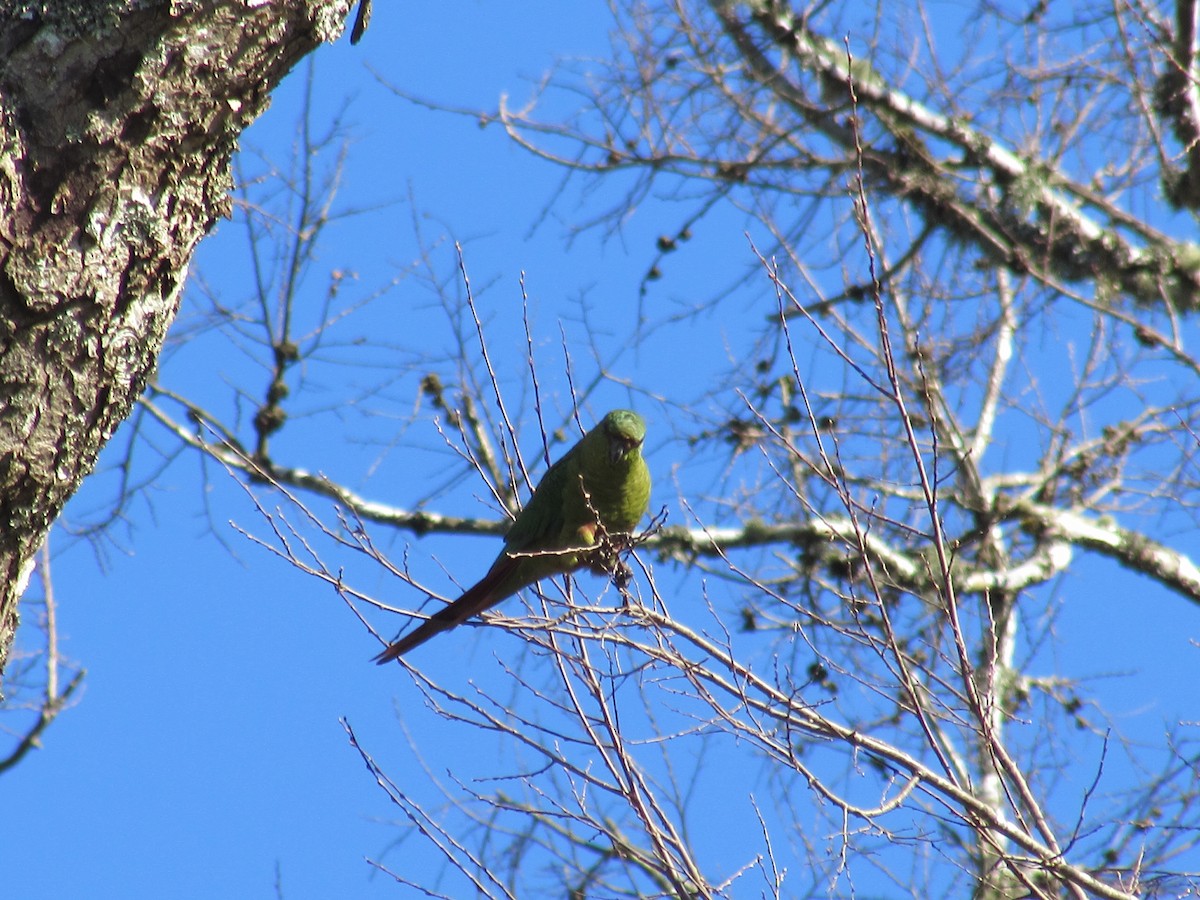 Conure à long bec - ML170603521