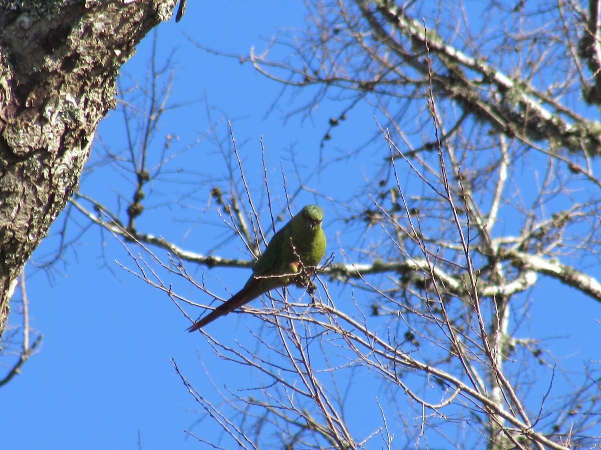 Conure à long bec - ML170603521