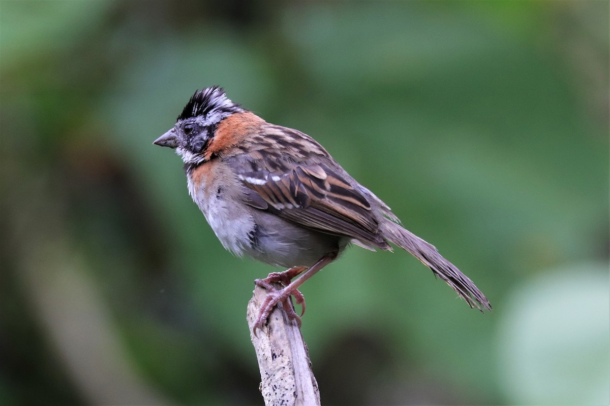 Rufous-collared Sparrow - Francisco J. Ordonez M.