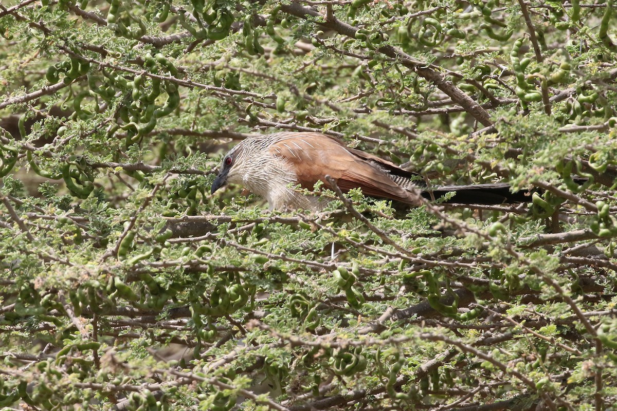 Белобровый кукаль (superciliosus/loandae) - ML170607341