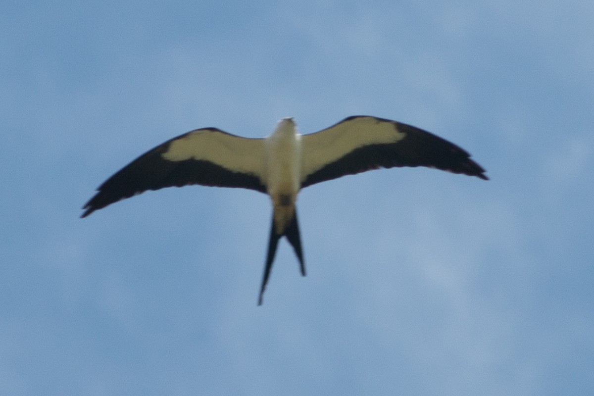 Swallow-tailed Kite - ML170607901