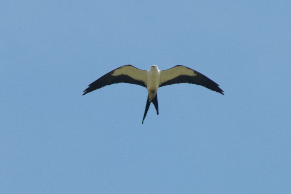 Swallow-tailed Kite - ML170607911