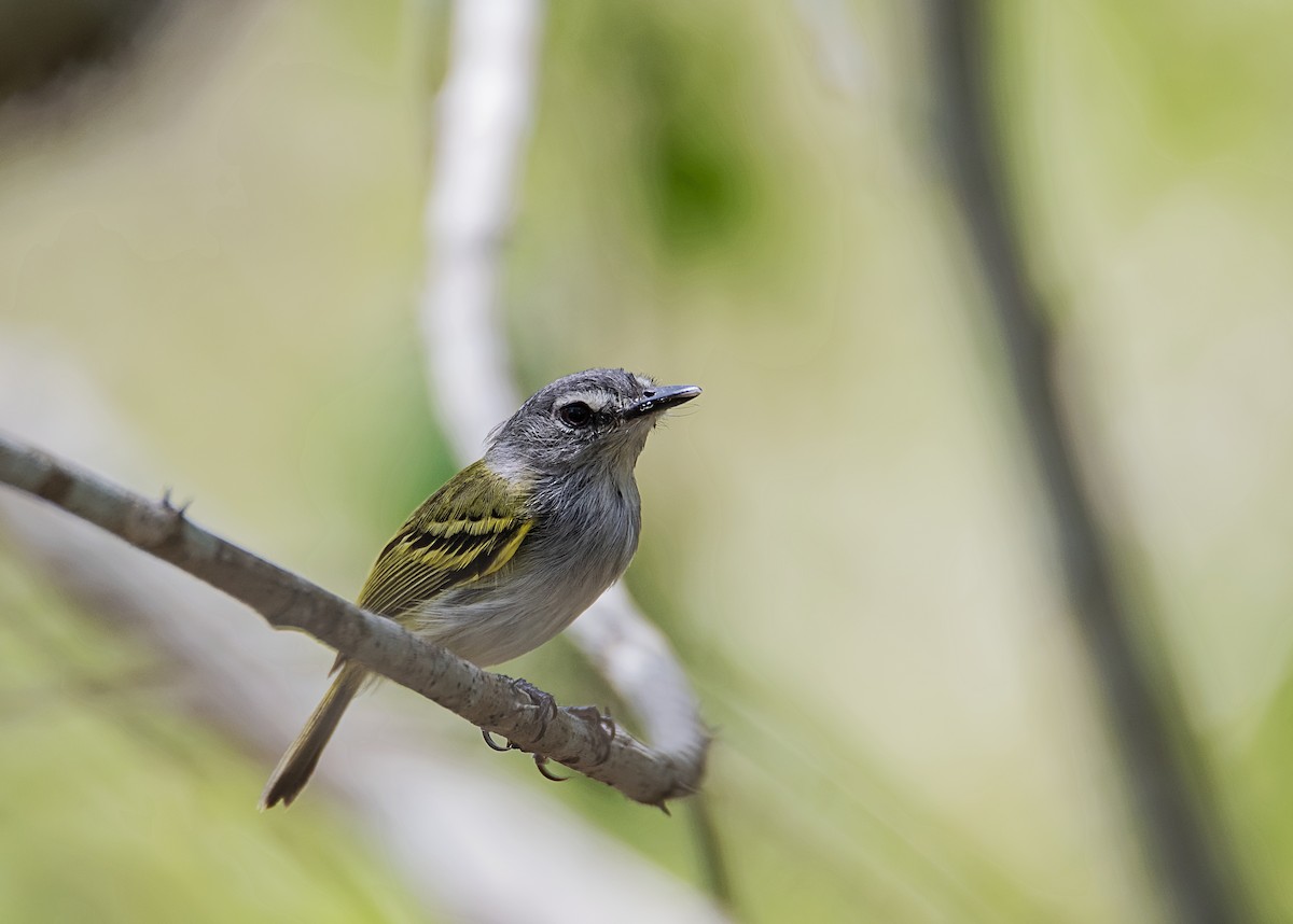 Slate-headed Tody-Flycatcher - Rolando Tomas Pasos Pérez