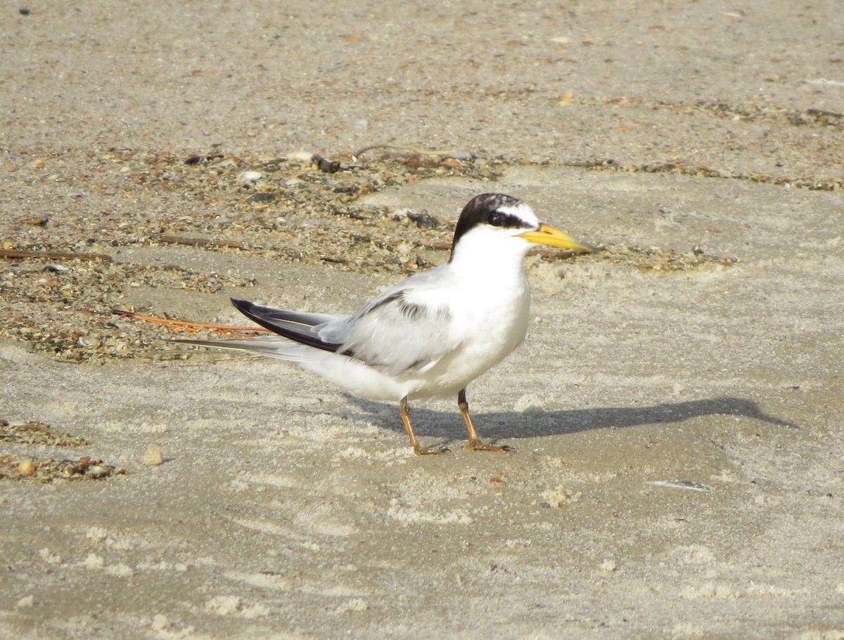 Least Tern - ML170608551