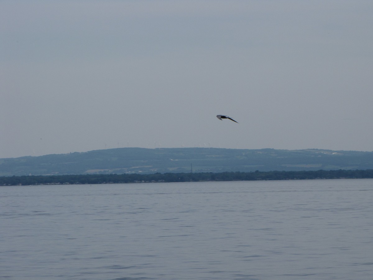 Common Tern - ML170609411