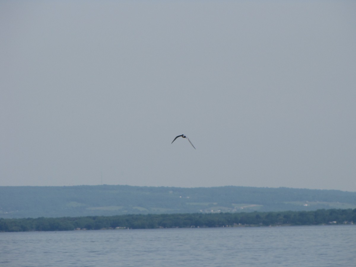 Common Tern - ML170609431