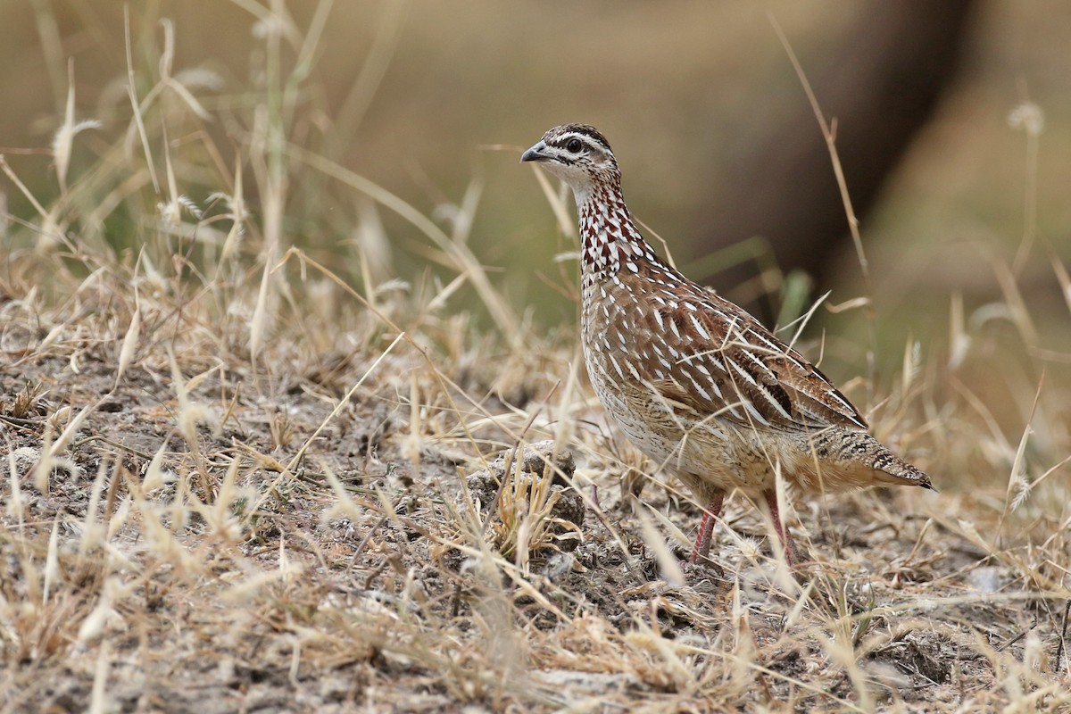 Crested Francolin - Charley Hesse TROPICAL BIRDING