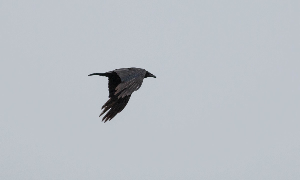 Common Raven - Paul Fenwick