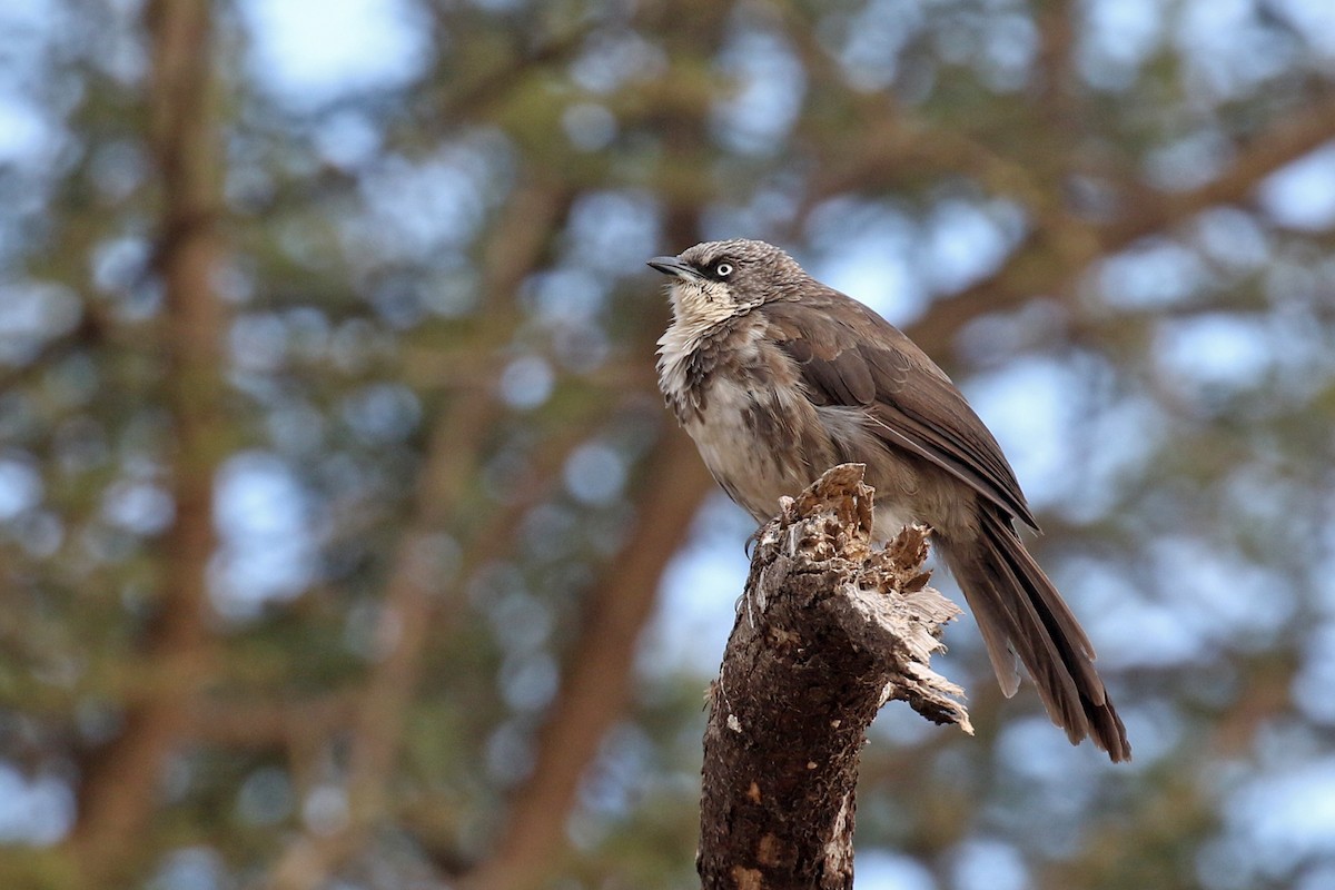 Northern Pied-Babbler - Charley Hesse | Tropical Birding Tours
