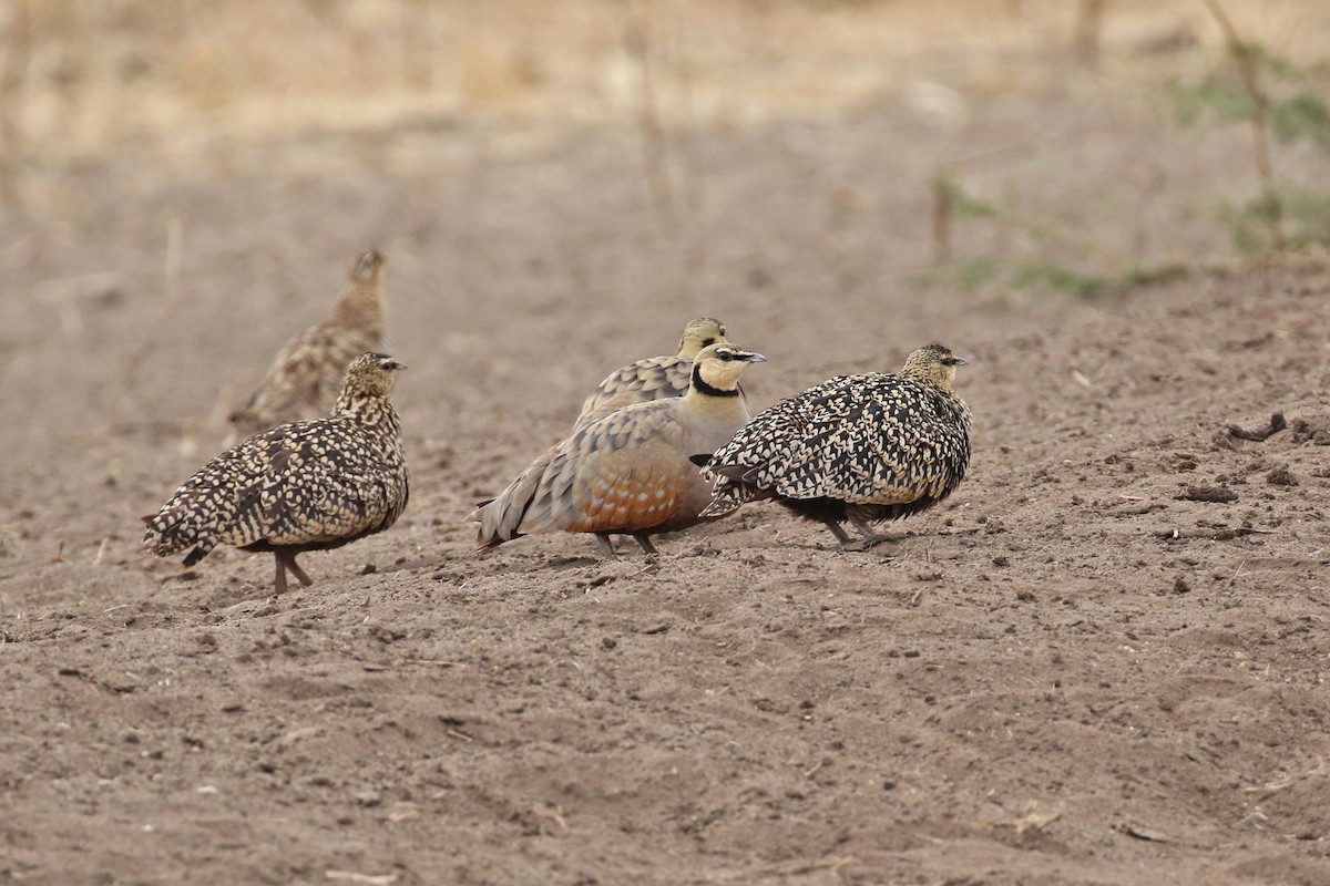 Желтогорлый рябок - ML170614251