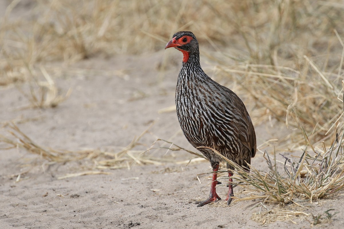 Red-necked Spurfowl - ML170615601