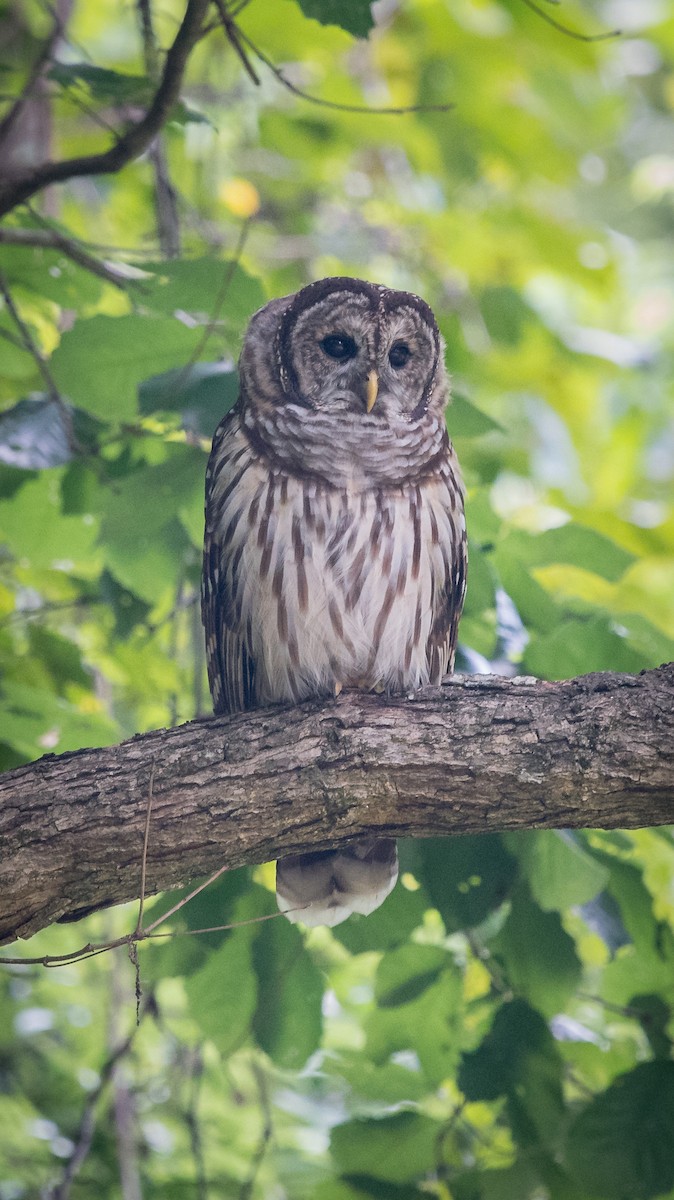 Barred Owl - ML170616221