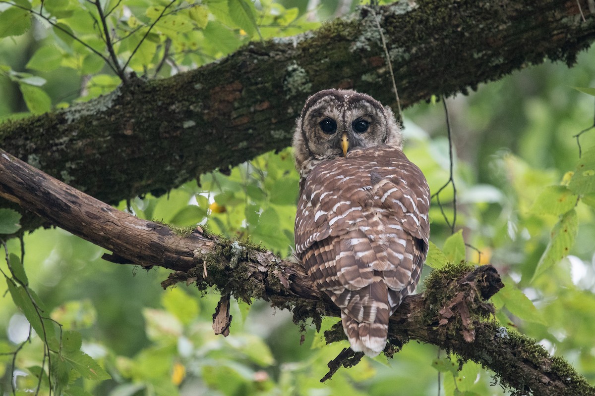 Barred Owl - ML170616231