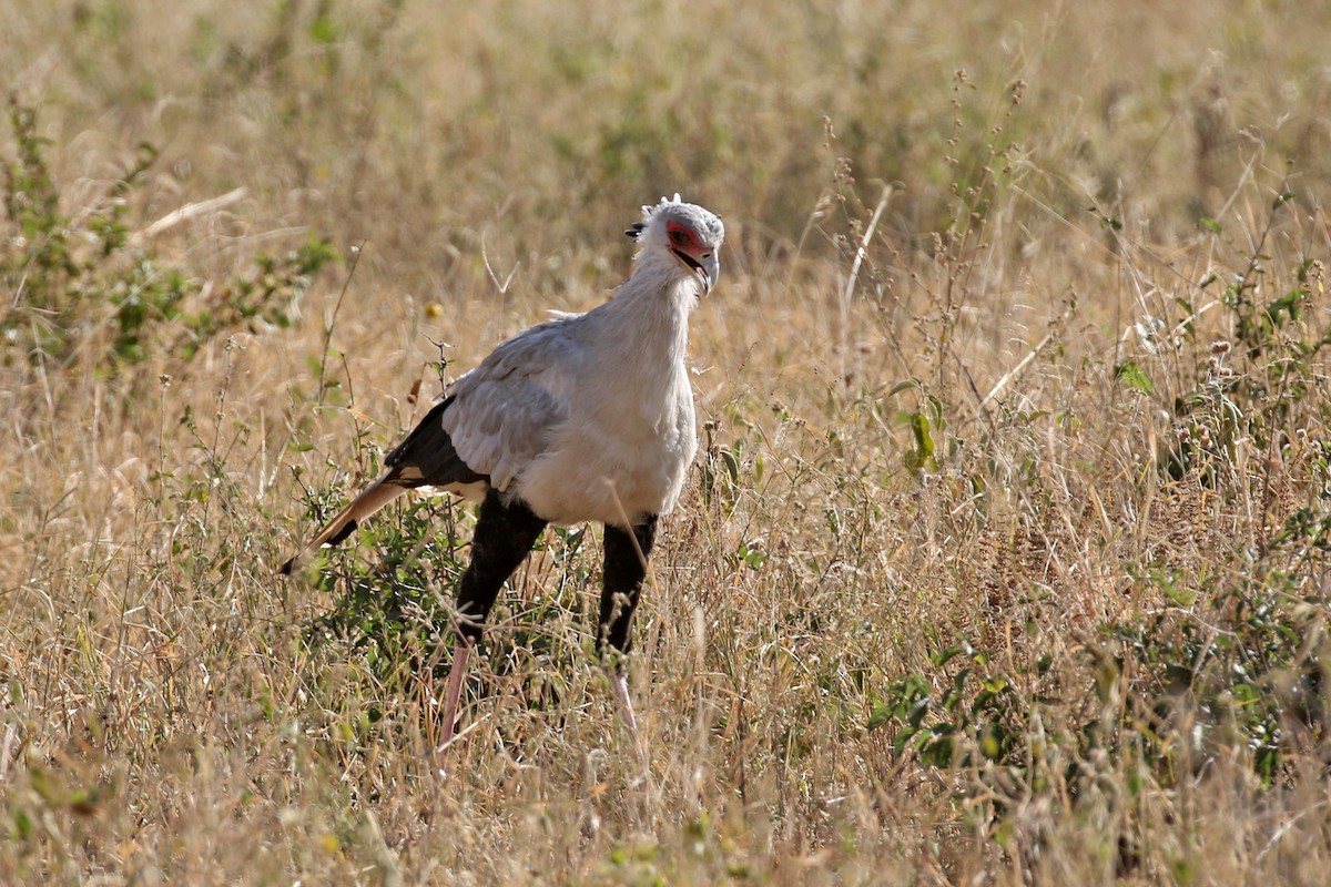 Secretarybird - ML170616381